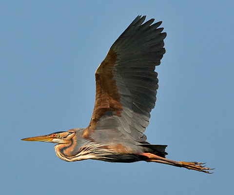 Purple Heron in flight